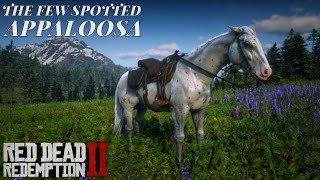 How To Easily Find A Rare Few Spotted Appaloosa in RDR2 [upl. by Asenav195]