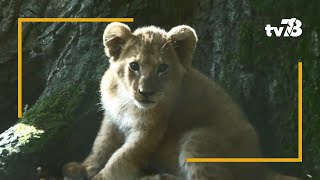 Les animaux du 78  deux nouveaux lionceaux au ZooSafari de Thoiry [upl. by Patsis347]