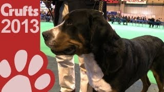 Varied Breed  Greater Swiss Mountain Dog  Crufts 2013 [upl. by Doi]