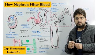 Structure and Function of Nephron [upl. by Bacon]