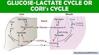 Coris Cycle  Glucose and lactate regulation during Excercise [upl. by Senskell]