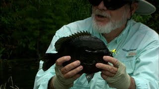 Catching Bluegill On The Fly Rod [upl. by Enajiram468]