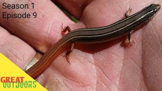 Florida reptiles Skinks all of floridas skinks [upl. by Yelyac]