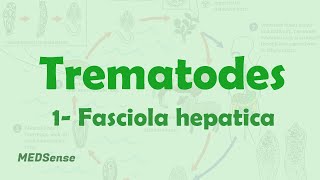 Fasciola hepatica [upl. by Eneleahcim]