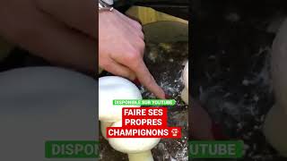 LES CHAMPIGNONS diy [upl. by Drofyar]