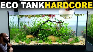 The Ecosystem Tank HARDCORE MODE Walstad Method No Filter Low Tech Dirt Aquascape Tutorial [upl. by Leona]