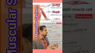 Human Muscular System neet2024 nursing muscle ncertbiology [upl. by Annil566]