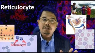 Reticulocyte Medschooldiscussion [upl. by Nunes]