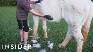 Gloves Remove Shedding Fur From Animals [upl. by Ashbey517]