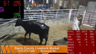 Stanly Co Livestock Live [upl. by Elyc]