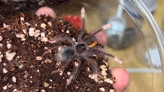 핑크풋 골리앗의 뒷다리 장애를 발견한 후 첫번째 영상  Pinkfoot goliath  Theraphosa apophysis [upl. by Shinberg]