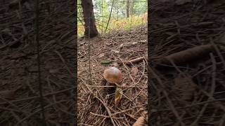 PorcinoBoleteSteinpilzeCep shorts new nature trending foryou forest wood pilze mushroom [upl. by Anirec]