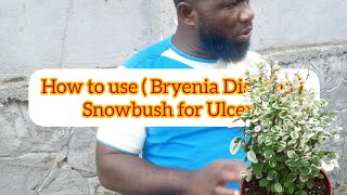 How to use  Bryenia Disticha Snowbush for Ulcers [upl. by Aelat526]