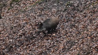 Chasse au Sanglier en battue Compagnies à mon poste  Chasse HD [upl. by Hutner]