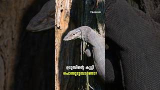 ഉടുമ്പിന്റെ കുട്ടിയാണോ പൊന്നുടുമ്പ്  Monitor lizard  Chinnar wildlife sanctuary  shorts [upl. by Ecinreb]