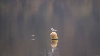 271024 Guifette noire Chlidonias niger Black Tern [upl. by David]