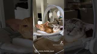 Oriental Shorthair cats in baby rocker [upl. by Llenod]