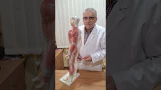 Coxartroza Coxartroză Gonartroză Spondiloză Medreflexline cluj doctor cj news herniededisc [upl. by Stanfield]