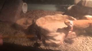 Bearded Dragon vs Tarantula [upl. by Ardnnek]