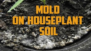 How to Get Rid of Mold on Houseplant Soil [upl. by Onitnatsnoc]