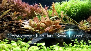 Cryptocoryne Undulata Broad Leaves características [upl. by Whitcher]