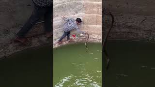 Rescuer saves drowning snake from well in Amravati India [upl. by Yenduhc]