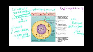 AampP Crash Course Endocrinology Hormones and Disorders [upl. by Ottilie793]