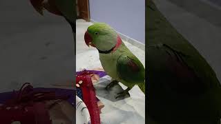 parrot funny comedy cute talking mitthu funnyparrot parrottalkingmummy mimmy mummy [upl. by Selrahc785]