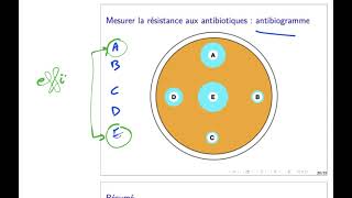 antibiotiques 16  antibiogramme [upl. by Ardnasak56]