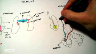 511 Polmone anatomia e fisiologia [upl. by Grubb]