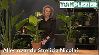 Alles over de Strelitzia Nicolai  Paradijsvogelplant  TUINPLEZIER [upl. by Assenal]