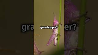 10 Fun Facts About Grasshoppers [upl. by Aicylla]