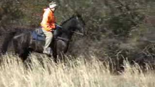 Tennessee Walking Horses [upl. by Aicala]