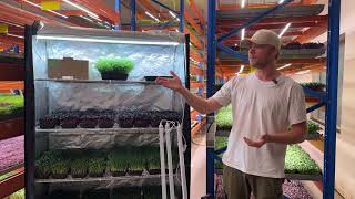 Create An Income Growing Microgreens At Home [upl. by Mittel]