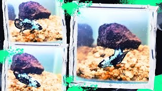 The Betta Tank A Beginners best pet bettafish [upl. by Kcirdek]