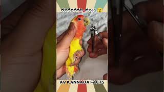 Parrot Amezing Facts Video  kannada facts karnataka amezing youtubeshorts trendingshorts [upl. by Acalia]