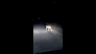 tiger attack in sathyamangalam forest [upl. by Herzen343]