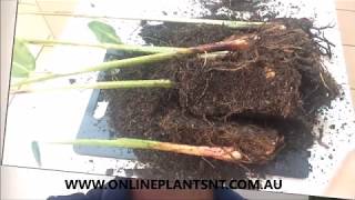 How to propagate and divide your Heliconia plants [upl. by Aliek]