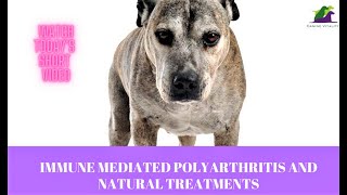 Immune Mediated Polyarthritis and Natural Treatments [upl. by Ogata347]