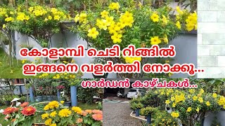 How to grow and care Allamanda plant in RingEasiest way to grow Allamandaകോളാമ്പി പൂവ്Salu koshy [upl. by Chinua]