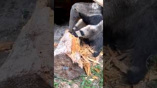 GIANT ANTEATER😱 TECHNIQUEfactshortviral😱😱 [upl. by Yhtuv]