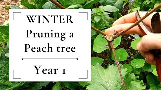 Winter pruning a peach tree  Year ONE 🍑🍑🍑 Creating the primary branch structure [upl. by Hazard]