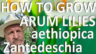 Tropical Gardens UK How to Grow the Arum LiIy  Zantedeschia aethiopica [upl. by Aniratak]