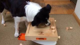 Clever Border Collie shows his intelligence [upl. by Mclyman141]