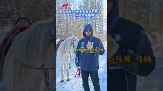 来新疆 当然要和最好的搭子 一起体验雪地驰骋  纪录新疆 [upl. by Emirej]