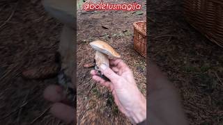 SteinpilzeBoletCepPorcino shorts new nature trending foryou forest wood mushroom porcini [upl. by Yliram190]