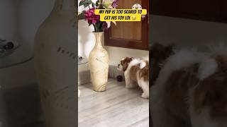 Shih tzu puppy barking scaredpuppy funnydogs shihtzupuppie shihtzu puppyvideos barking y [upl. by Rosario]