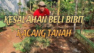 Akibat Salah Memilih Bibit Kacang Tanah kacangtanah panenkacang kebun [upl. by Ajdan821]