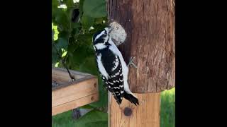 Downy Woodpecker [upl. by Nayrb616]