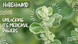 Horehound  The Surprising Medicinal Benefits [upl. by Oflunra188]